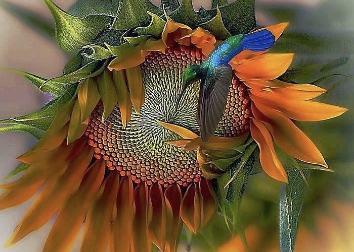 Ein schillernder Kolibri an einer aufblühenden Sonnenblume