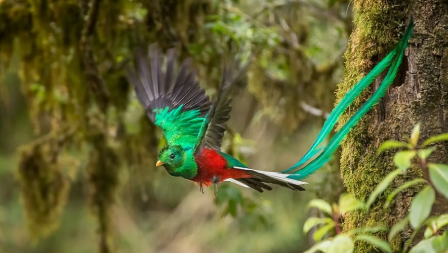 Ein Quetzal mit leuchtend grünem Gefieder, roter Brust und langen Schwanzfedern im Flug durch den Bergwald